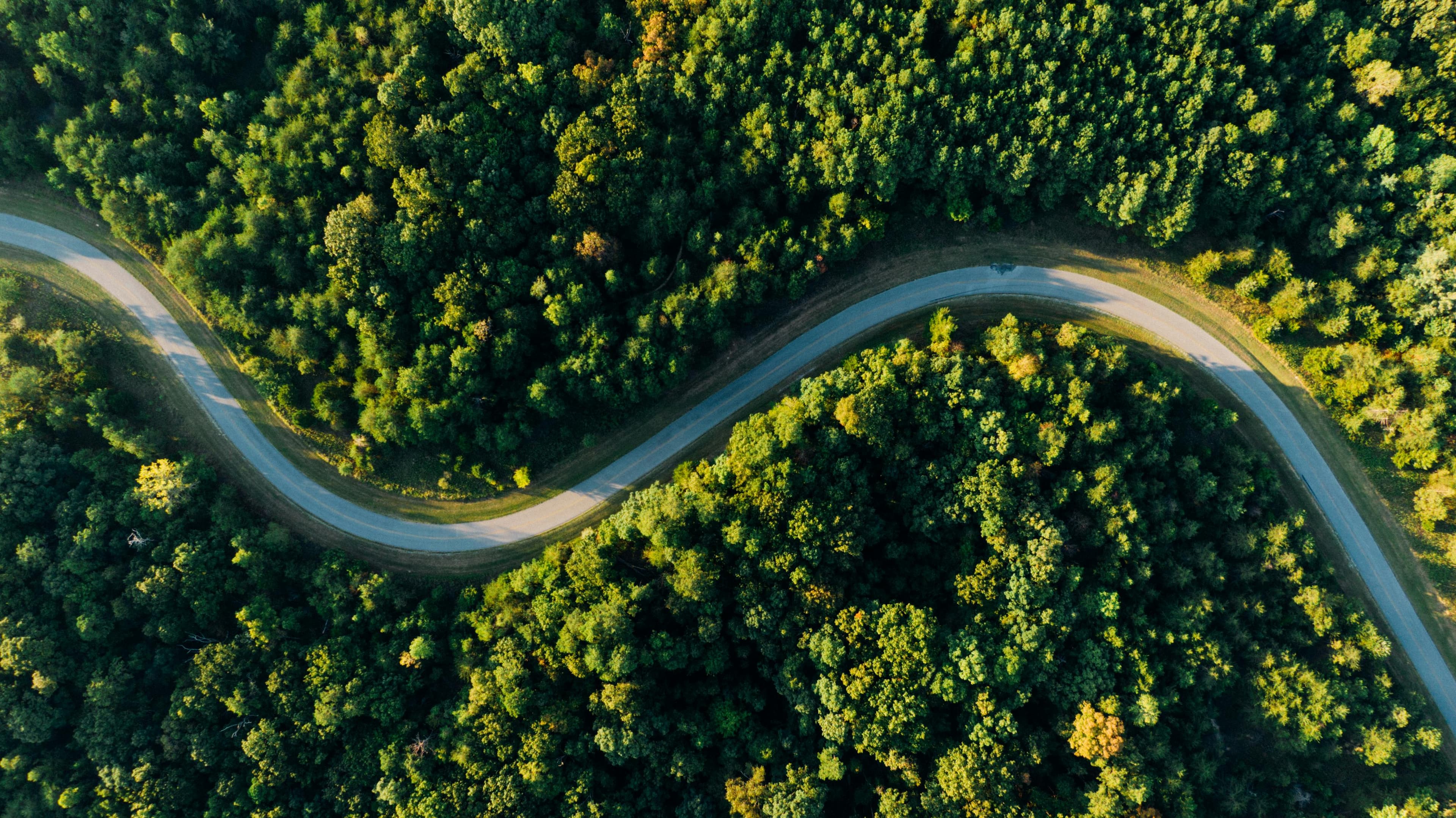 Winding road through a green forest